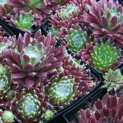 Sempervivum arachnoideum Rubrum, Spindelvävstaklök, P9cm