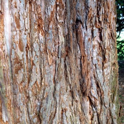 Sequoiadendron giganteum, Mammutträd, C5