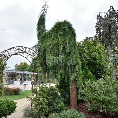 Sequoiadendron giganteum Pendulum, Mammutträd, 80-100 C7,5