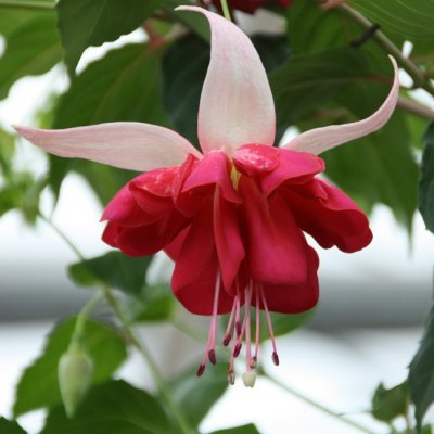 Hängfuchsia, Seventh Heaven 3-pack