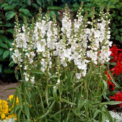 Sidalcea candida, Vit Axmalva, P9cm