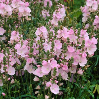 Sidalcea x cultorum Little Princess, Axmalva, P9cm