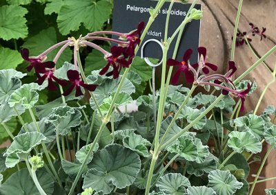Vildpelargon, Pelargonium sidoides, kruka