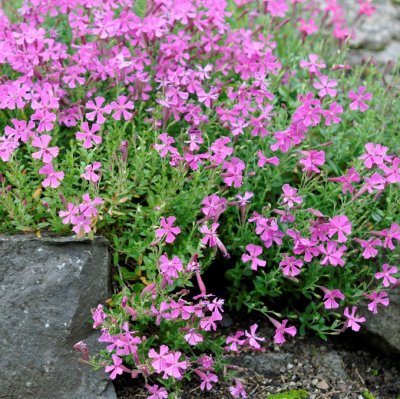 Silene schafta, Höstglim, P9cm