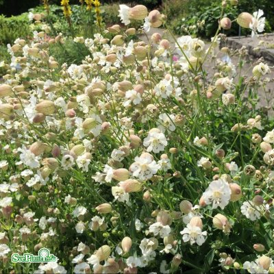 Silene uniflora, Strandglim, C11cm
