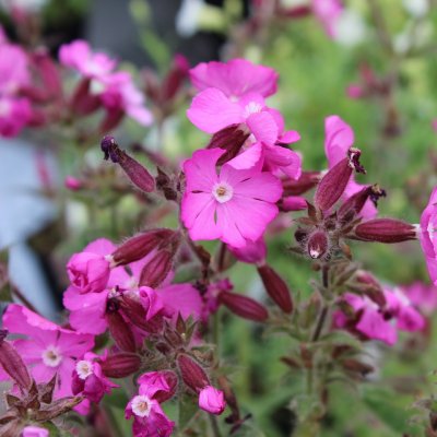 Silene x robotii Rolly´s Favourite ®, Trädgårdsglim, P9cm