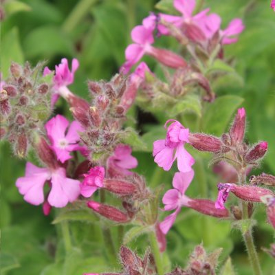 Silene x robotii Rolly´s Favourite ®, Trädgårdsglim, P9cm