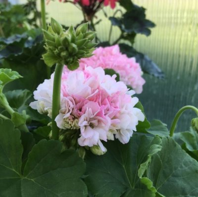 Äggskalspelargon Sir Gareth, kruka