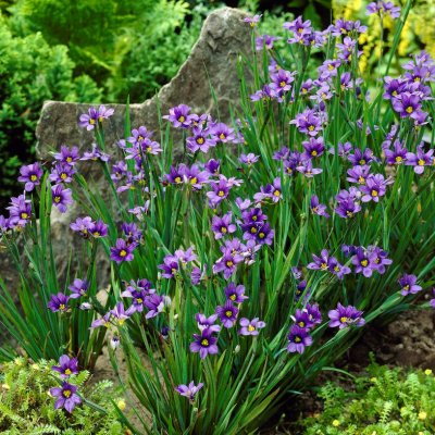 Sisyrinchium angustifolium, Gräslilja, P9cm