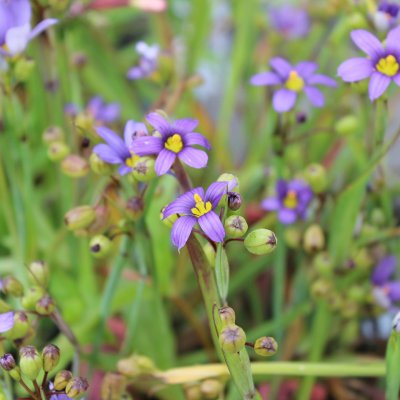 Sisyrinchium angustifolium, Gräslilja, P9cm