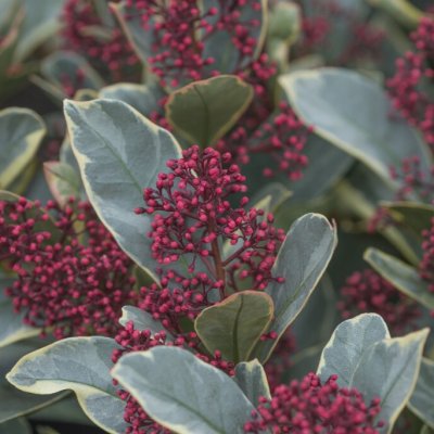Skimmia japonica Perosa