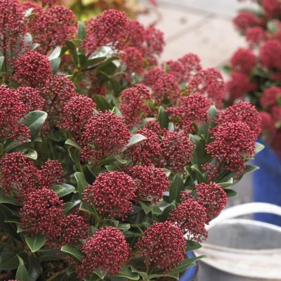 Skimmia japonica Rubesta ®