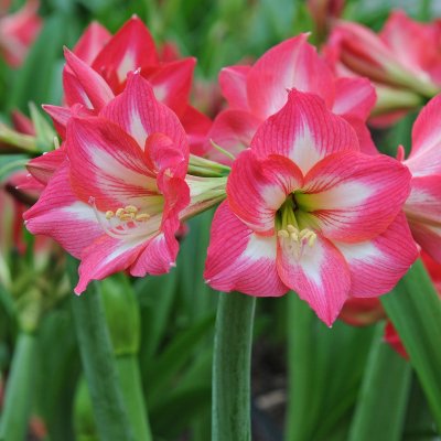 Amaryllis Sleeping Beauty ®
