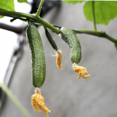 Minigurka Snack Kaikura, Ekologisk