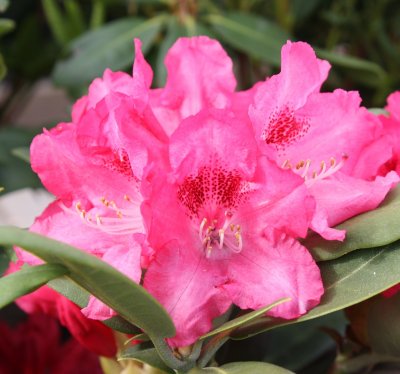 Rhododendron yak. Sneezy, Rododendron, 30-40 C5