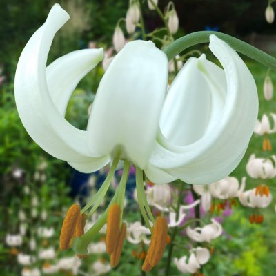 Lilium martagon Snowy Morning, Krollilja/Martagonlilja, P11cm