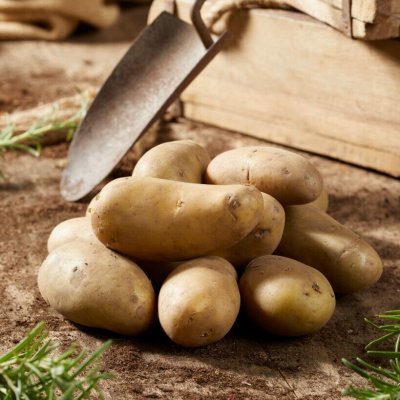 Sättpotatis Amandine 1kg