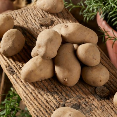 Sättpotatis Charlotte 1kg Ekologisk