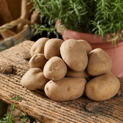 Sättpotatis Charlotte 1kg Ekologisk