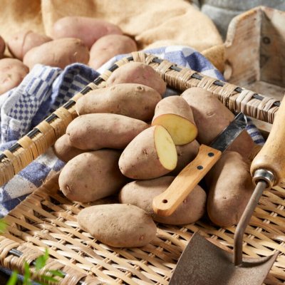 Sättpotatis Cherie 1kg - Årets Potatis 2023!