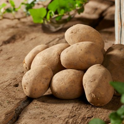 Sättpotatis Heidemarie 1kg Ekologisk