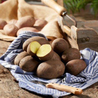 Sättpotatis Laura 1kg