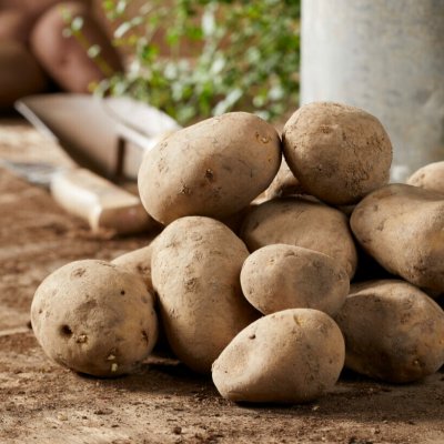 Sättpotatis Maria 1kg