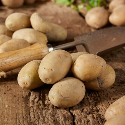 Sättpotatis Musica 1kg