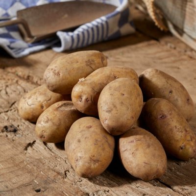 Sättpotatis Nicola 1kg Ekologisk