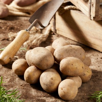 Sättpotatis Octa 1kg - Årets Potatis 2022