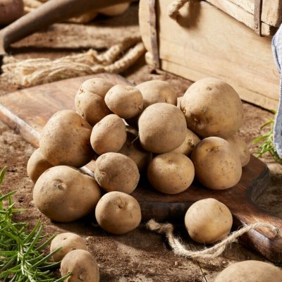 Sättpotatis Rocket 1kg