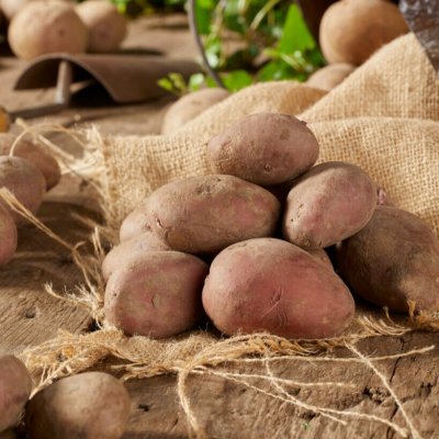 Sättpotatis Rosara 1kg Ekologisk - Årets Potatis 2023!