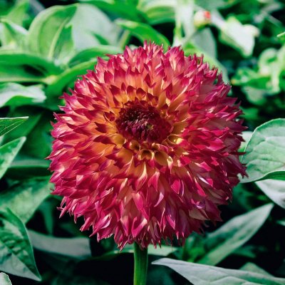 Dahlia Kaktus Aiyana 1st