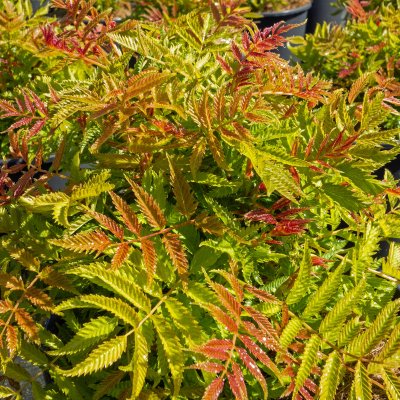 Sorbaria sorbifolia Matcha Ball, Rönnspirea, busk C3,5