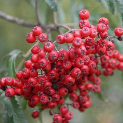 Sorbus Chinese Lace