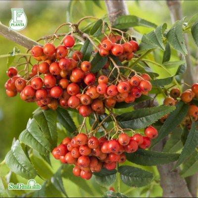 Sorbus ulleungensis Legend ® E, Ullungrönn
