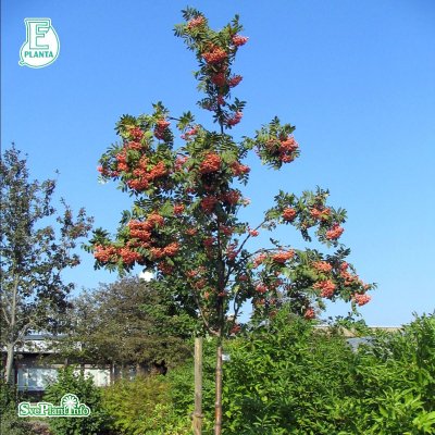Sorbus Rosmari E, Rosmarirönn