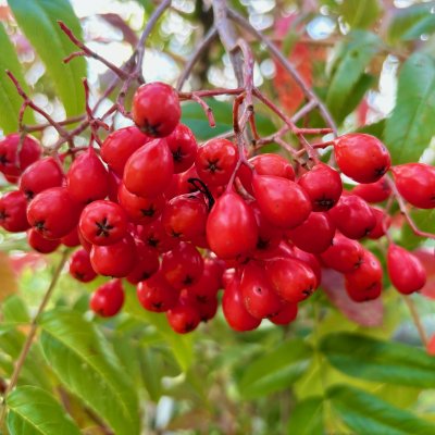 Sorbus ulleungensis Dodong Bär