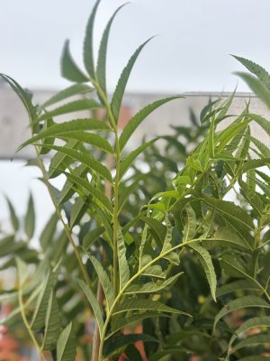 Sorbus ulleungensis Dodong, Rönn/Ullungrönn
