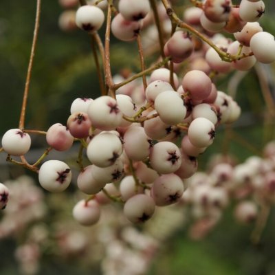 Sorbus vilmorinii
