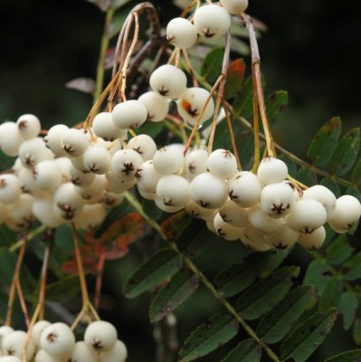 Sorbus White Magic