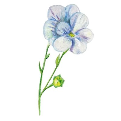 Lin, Spånads- Ilona