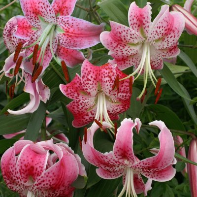 Praktlilja speciosum Uchida 3st