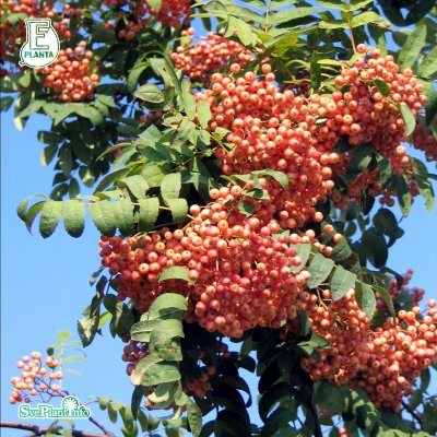 Sorbus Rosmari E, Rosmarirönn