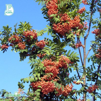 Sorbus Rosmari E, Rosmarirönn