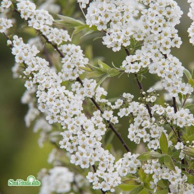 Spiraea x cinerea, Hybridspirea