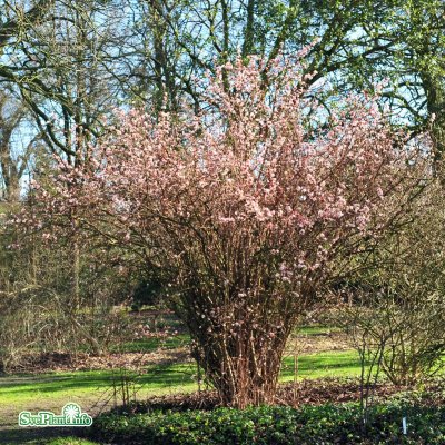 Viburnum farreri, Kejsarolvon