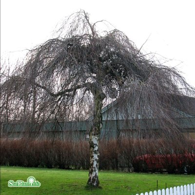 Betula pendula Youngii, Tårbjörk, utr 150-200 co