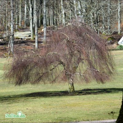 Betula pendula Youngii, Tårbjörk, 150 stam C10