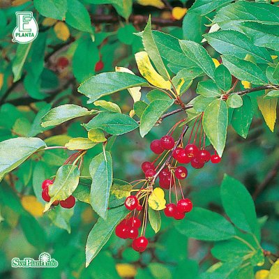 Malus toringo var. sargentii Eskilstuna E, Bukettapel 10-pack, 30-50 barrot